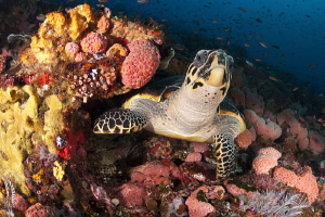 Resting Turtle by Stew Smith 